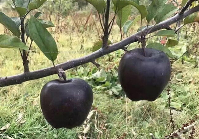 Black Diamond Apples (Gala Guo)