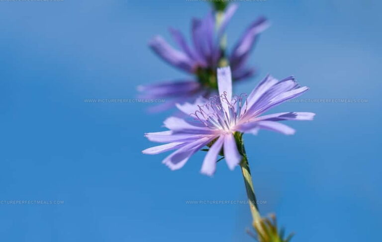 What Does Chicory Taste Like? Discover Nature's Nutty Brew