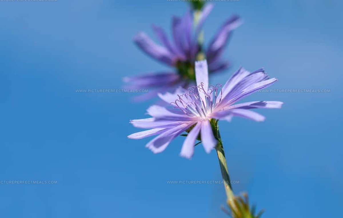 What Does Chicory Taste Like? Discover Nature's Nutty Brew