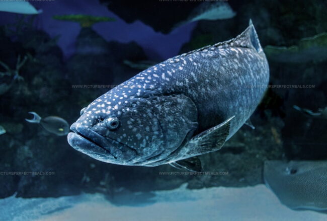 Types of Grouper Fish