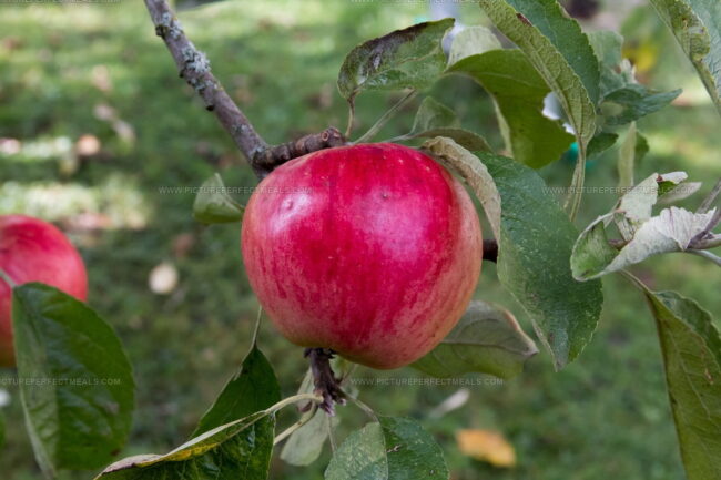 Akane Apples