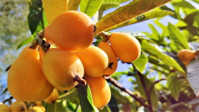 Loquat (Lu Ju)