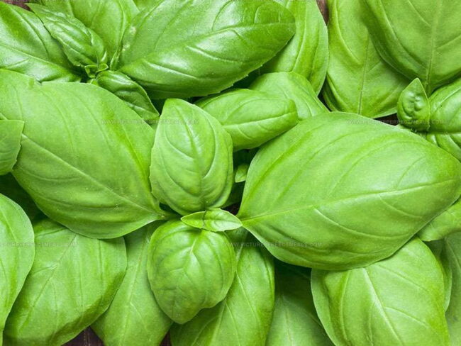 Basil Flavor & Texture to Mimic