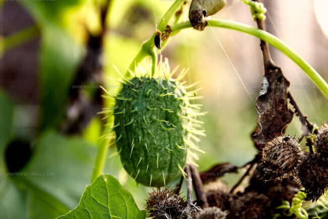 Exploding Cucumber (Cuchinito)