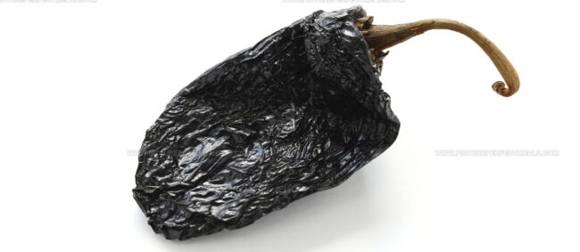 Mulato Chile